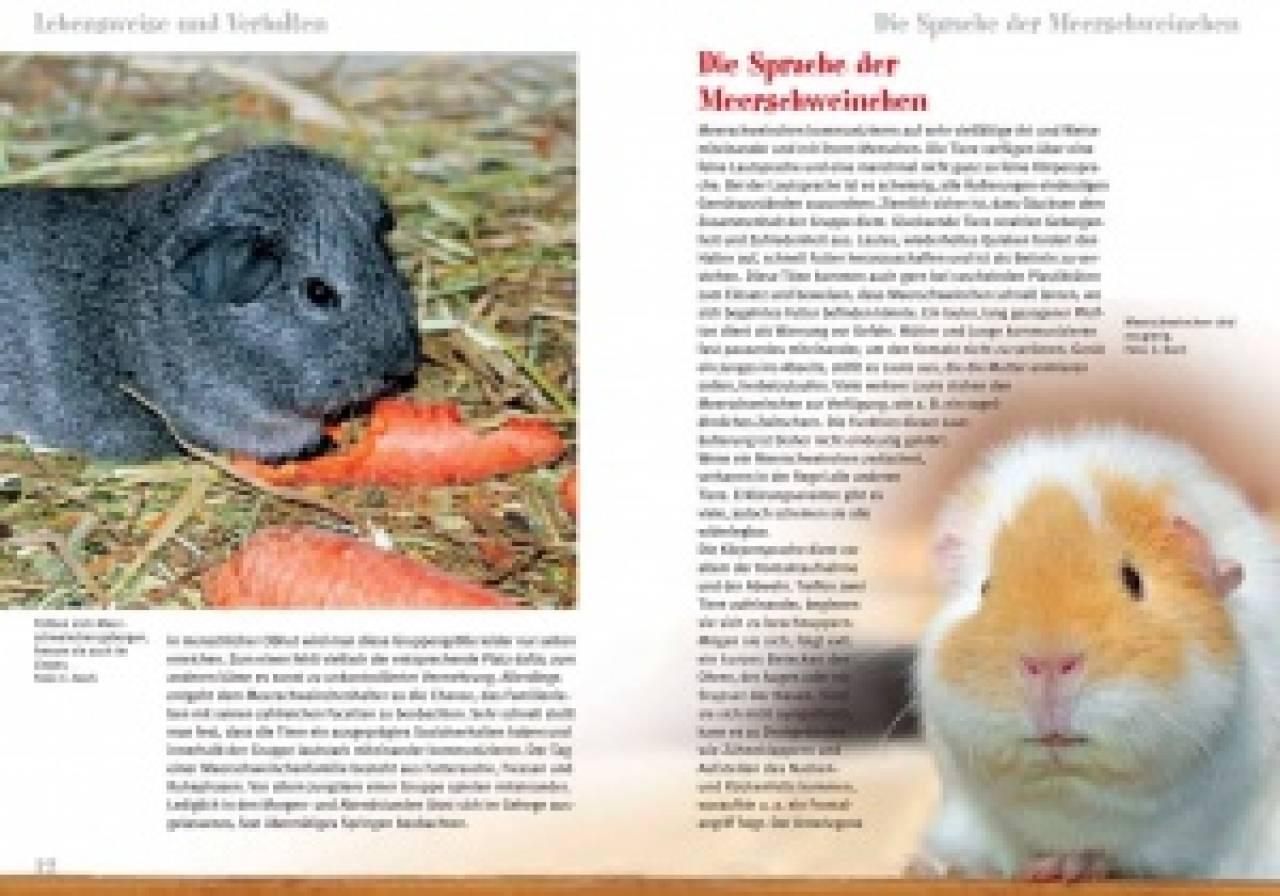 Meerschweinchen